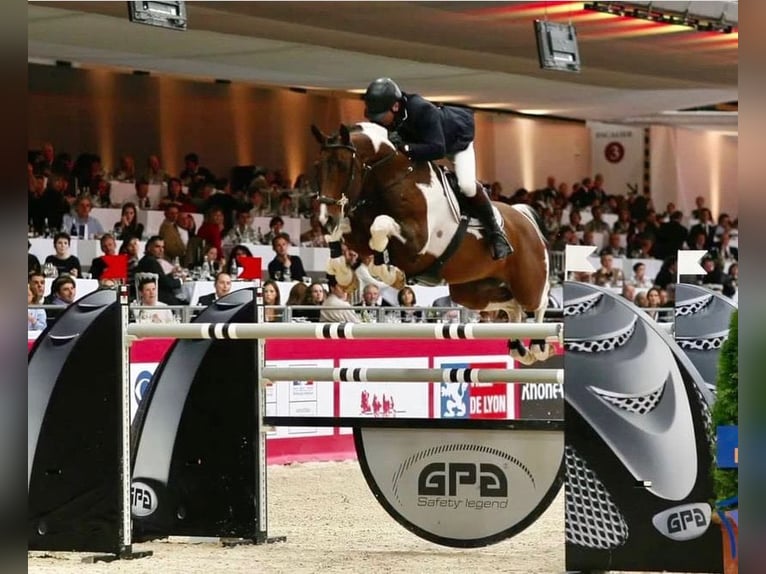 Caballo de deporte español Semental 3 años 173 cm Castaño in Gijon