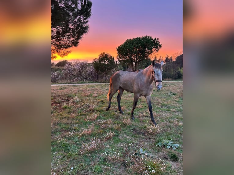 Caballo de deporte español Semental 3 años Tordo in Canet De Mar