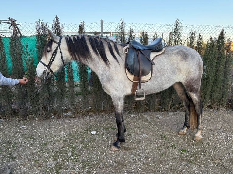 Caballo de deporte español Mestizo Semental 4 años 146 cm Tordo rodado in Gaimersheim