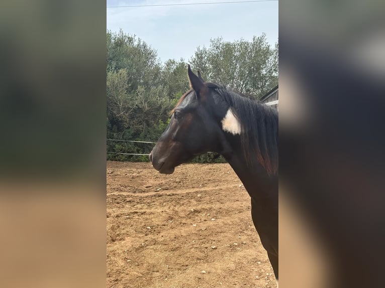 Caballo de deporte español Semental 4 años 150 cm Pío in Algaida