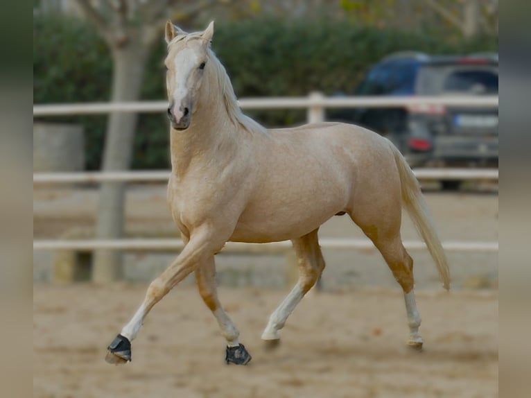 Caballo de deporte español Semental 4 años 156 cm Palomino in Barcelona