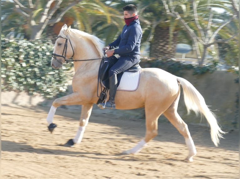 Caballo de deporte español Semental 4 años 156 cm Palomino in Barcelona