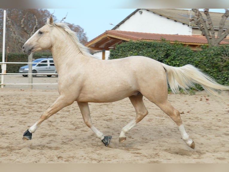 Caballo de deporte español Semental 4 años 156 cm Palomino in Barcelona
