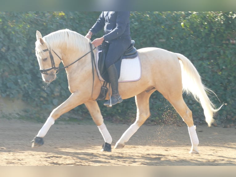 Caballo de deporte español Semental 4 años 156 cm Palomino in Barcelona