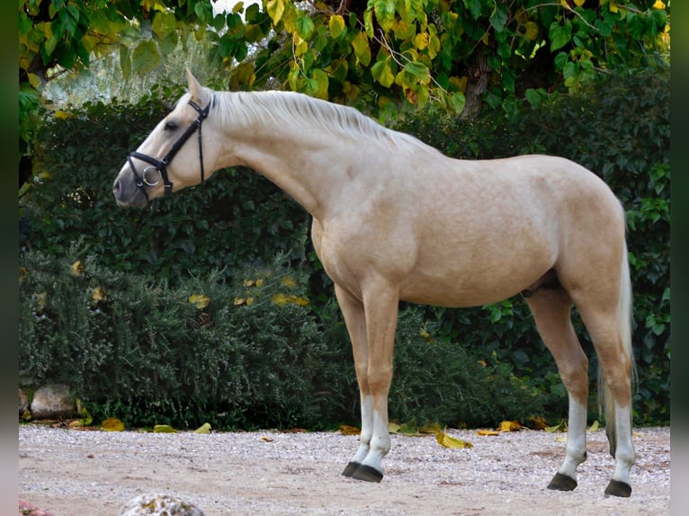 Caballo de deporte español Semental 4 años 156 cm Palomino in Barcelona