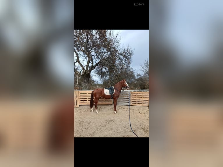 Caballo de deporte español Semental 4 años 165 cm Alazán in El Escorial