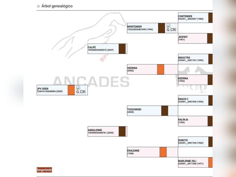 Caballo de deporte español Semental 4 años 166 cm Alazán in Ponferrada