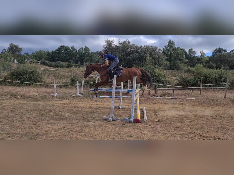 Caballo de deporte español Semental 4 años 166 cm Alazán in Ponferrada