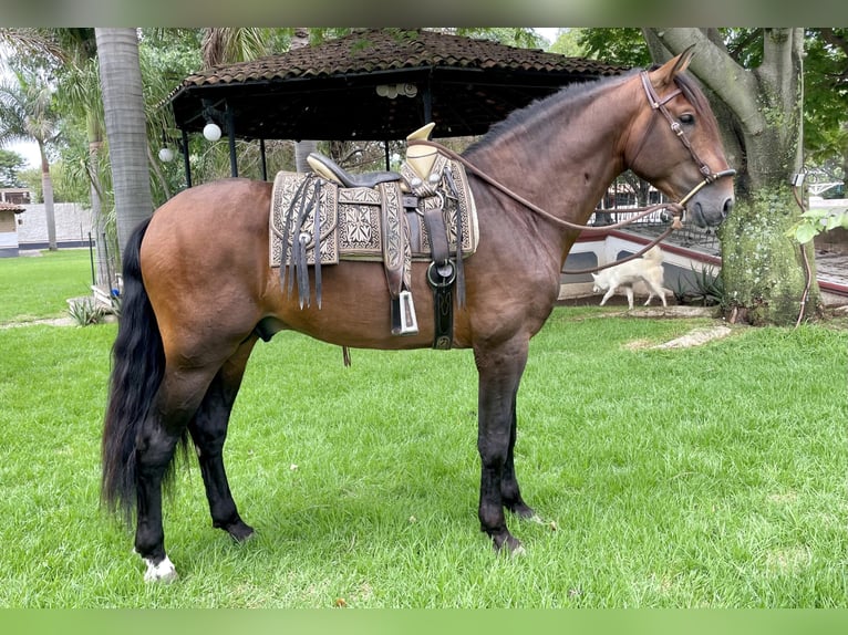 Caballo de deporte español Semental 4 años 172 cm Castaño in Los Angeles