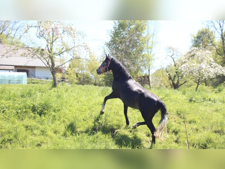 Caballo de deporte español Mestizo Semental 4 años Tordo in Bad Waldsee