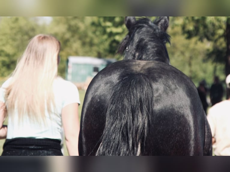 Caballo de deporte español Mestizo Semental 4 años Tordo in Bad Waldsee