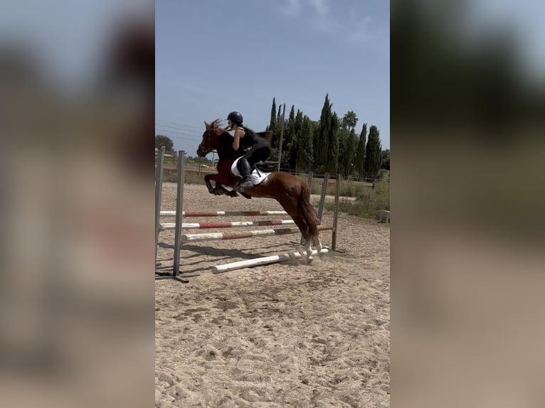 Caballo de deporte español Semental 5 años 145 cm Alazán in Els Poblets