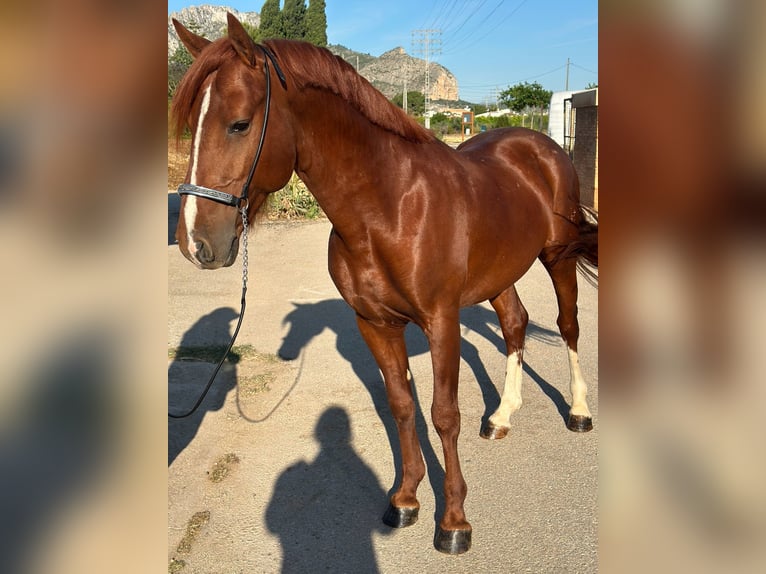 Caballo de deporte español Semental 5 años 145 cm Alazán in Els Poblets