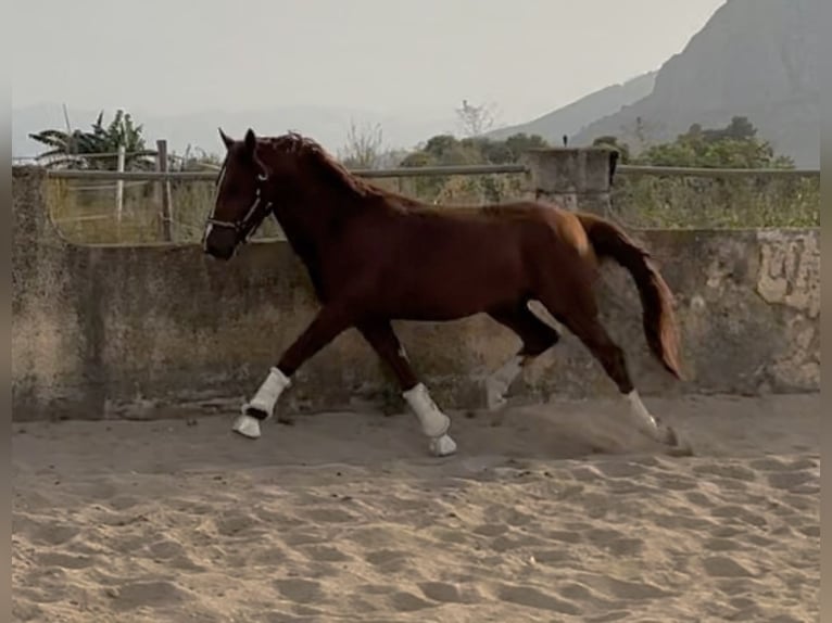 Caballo de deporte español Semental 5 años 145 cm Alazán in Els Poblets