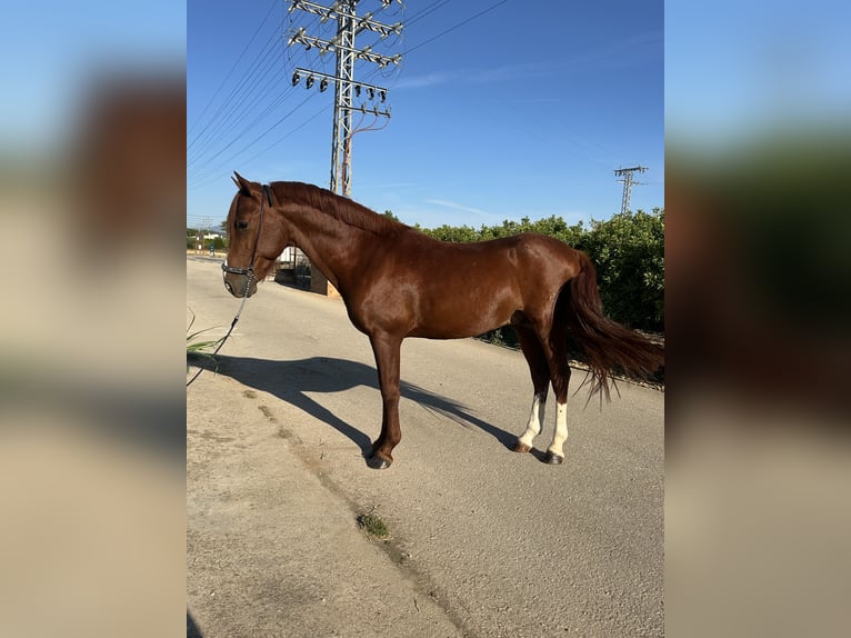Caballo de deporte español Semental 5 años 145 cm Alazán in Els Poblets