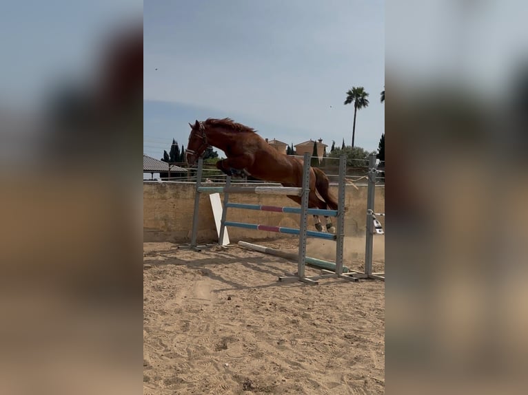 Caballo de deporte español Semental 5 años 145 cm Alazán in Els Poblets
