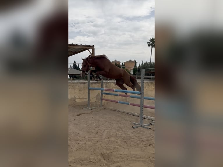 Caballo de deporte español Semental 5 años 145 cm Alazán in Els Poblets