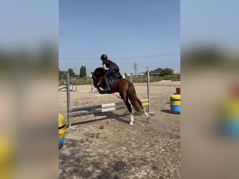 Caballo de deporte español Semental 5 años 145 cm Alazán in Els Poblets