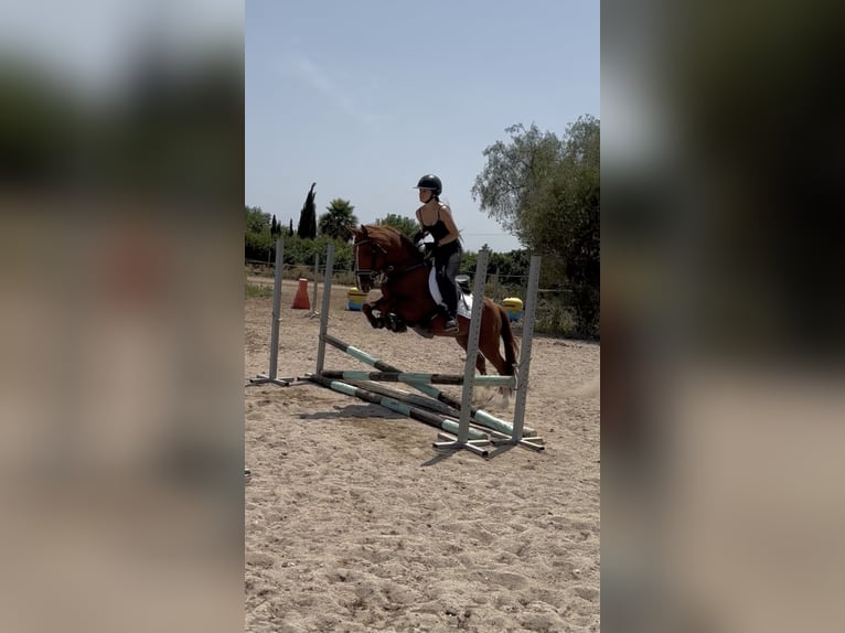 Caballo de deporte español Semental 5 años 145 cm Alazán in Els Poblets
