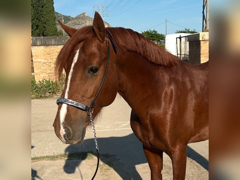 Caballo de deporte español Semental 5 años 145 cm Alazán in Els Poblets