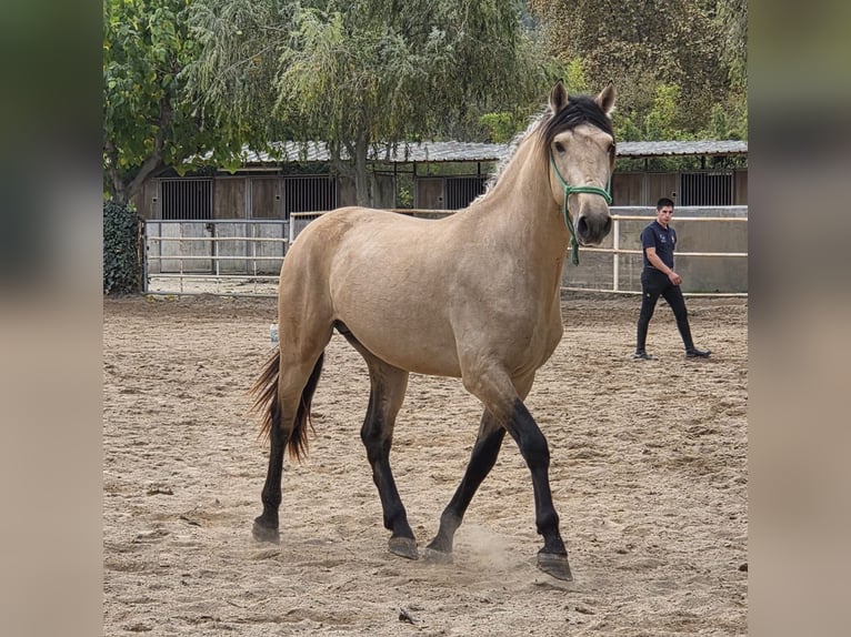 Caballo de deporte español Semental 5 años 156 cm in Barcelona