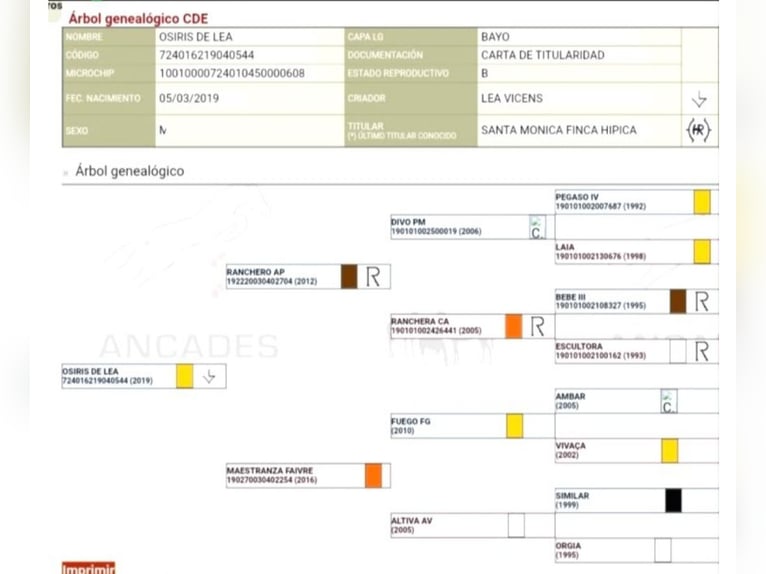 Caballo de deporte español Semental 5 años 158 cm Bayo in Pedralba