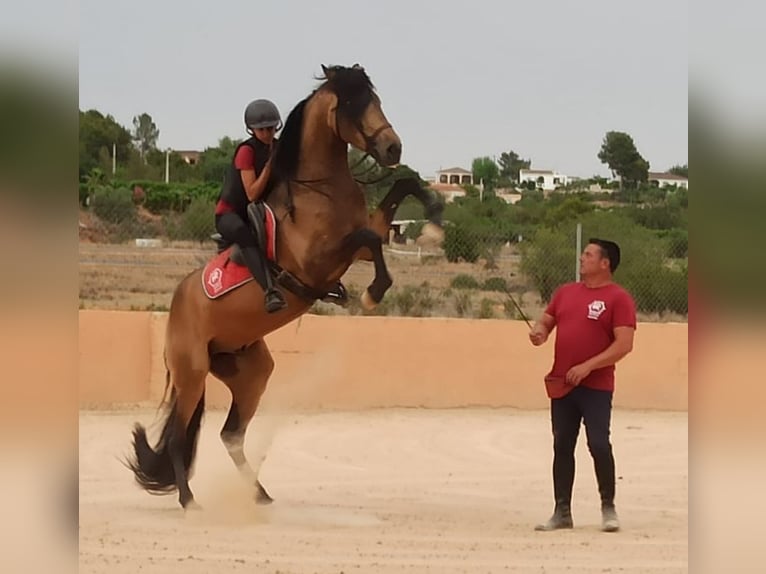 Caballo de deporte español Semental 5 años 158 cm Bayo in Pedralba