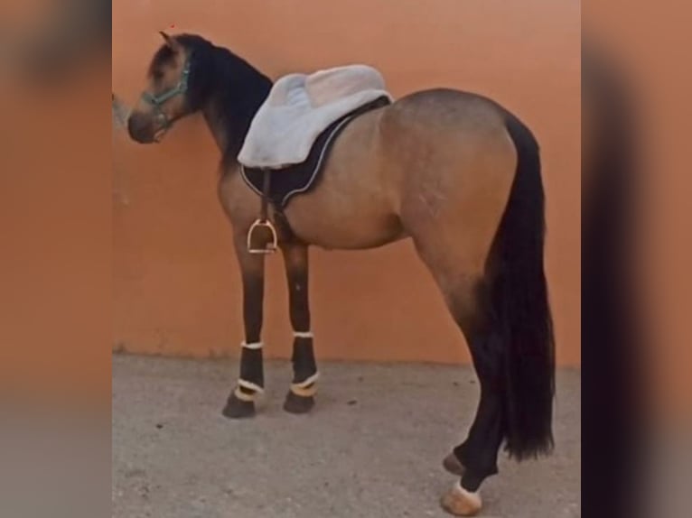 Caballo de deporte español Semental 5 años 161 cm Bayo in Pedralba