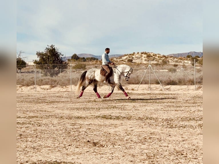 Caballo de deporte español Semental 5 años 164 cm Tordo in Alicante