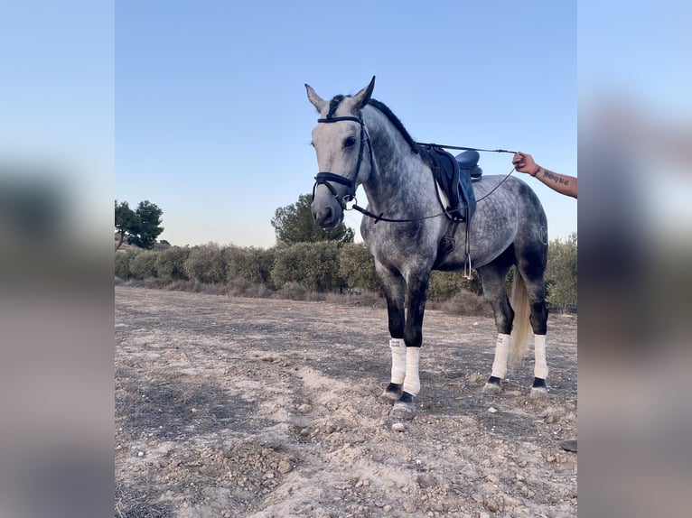 Caballo de deporte español Semental 5 años 164 cm Tordo in Alicante