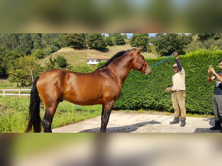 Caballo de deporte español Semental 5 años 165 cm Castaño in Lierganes