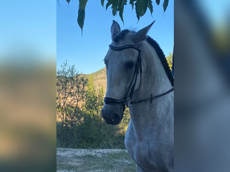 Caballo de deporte español Semental 5 años 165 cm Tordo in El Realon