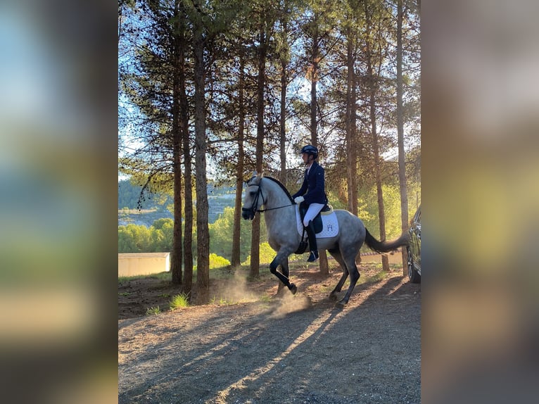 Caballo de deporte español Semental 5 años 165 cm Tordo in El Realon