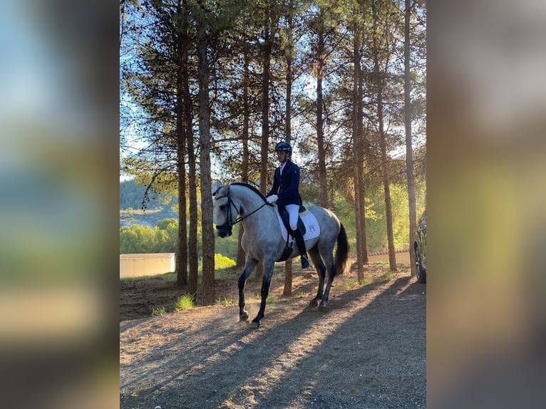 Caballo de deporte español Semental 5 años 165 cm Tordo in El Realon