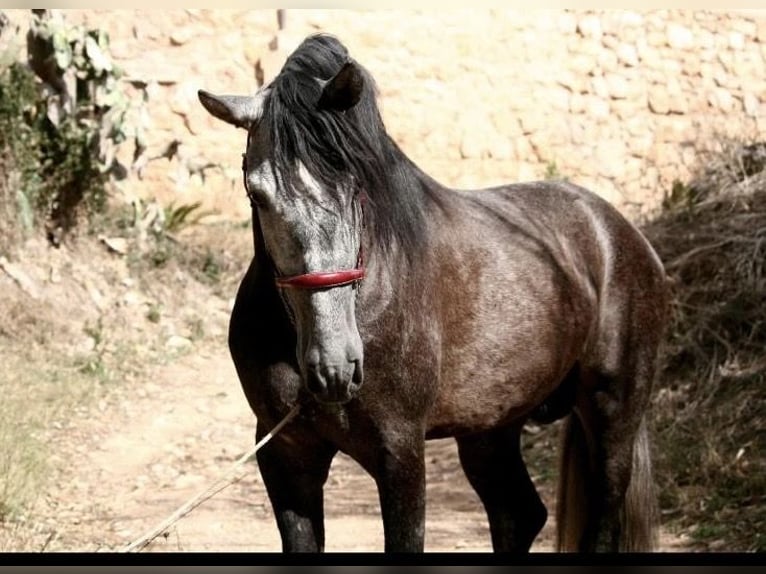 Caballo de deporte español Semental 5 años 168 cm Tordo in Chiva