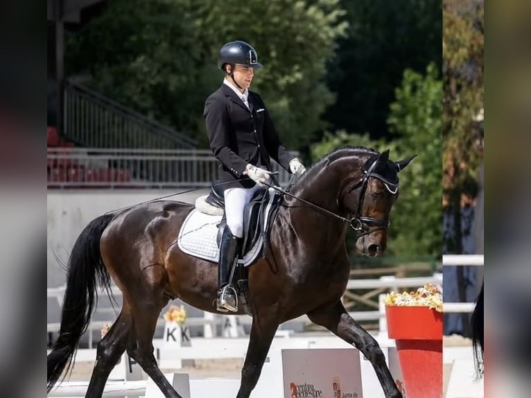 Caballo de deporte español Semental 5 años 174 cm Castaño oscuro in La Cisterniga