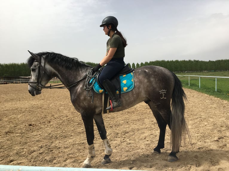 Caballo de deporte español Semental 5 años Tordo in Cabrerizos