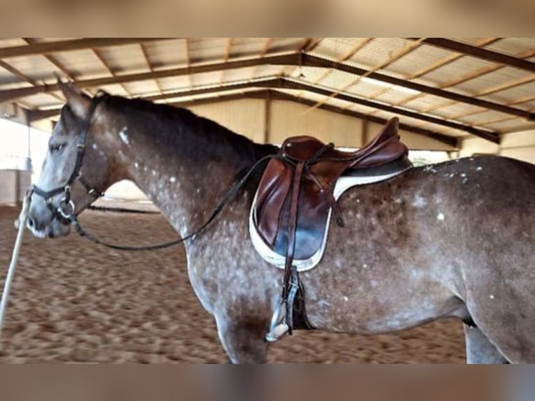 Caballo de deporte español Mestizo Semental 6 años 163 cm Bayo in Calañas