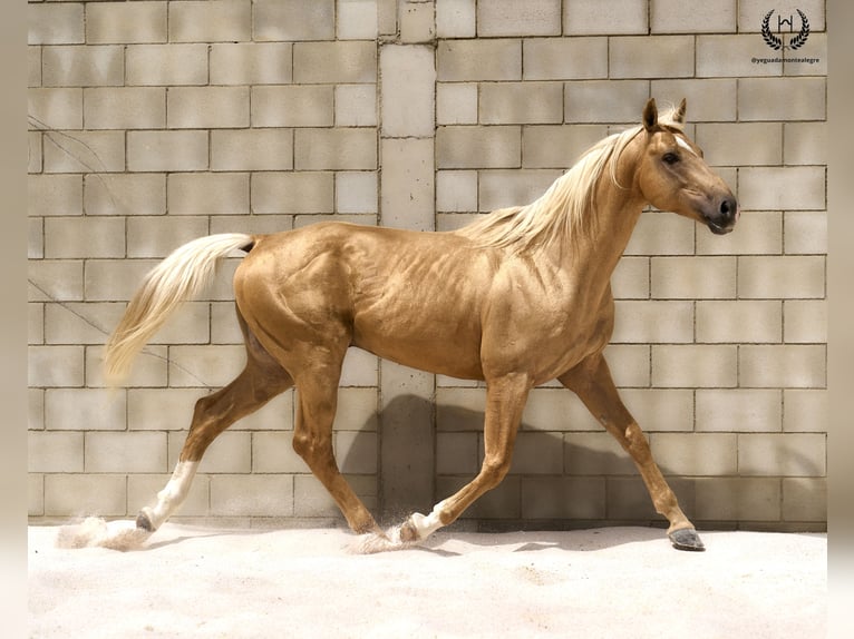 Caballo de deporte español Semental 6 años 163 cm Palomino in Navalperal De Pinares