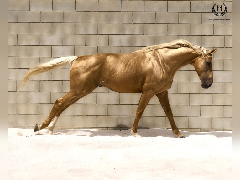 Caballo de deporte español Semental 6 años 163 cm Palomino in Navalperal De Pinares