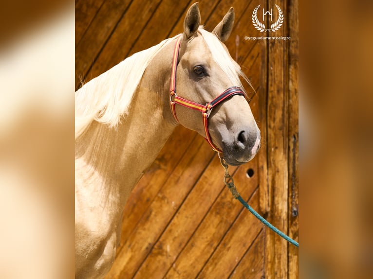 Caballo de deporte español Semental 6 años 163 cm Palomino in Navalperal De Pinares