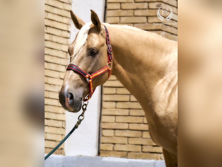 Caballo de deporte español Semental 6 años 163 cm Palomino in Navalperal De Pinares