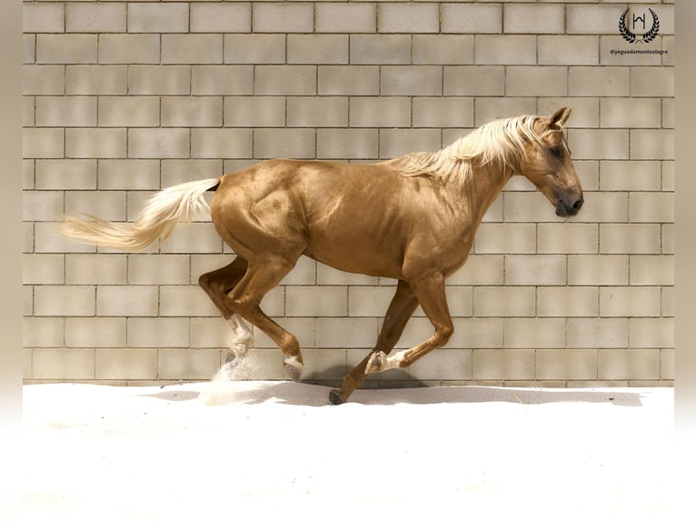 Caballo de deporte español Semental 6 años 163 cm Palomino in Navalperal De Pinares