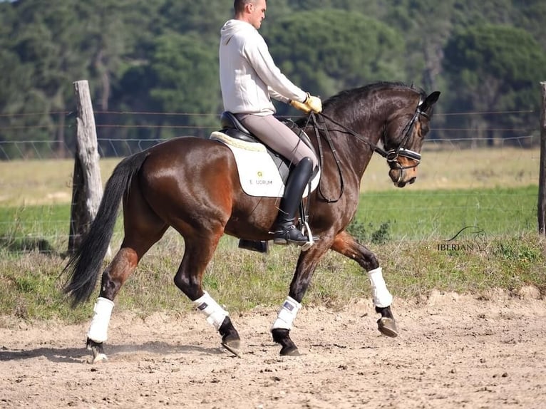Caballo de deporte español Semental 6 años 165 cm Castaño in Navas Del Madroño