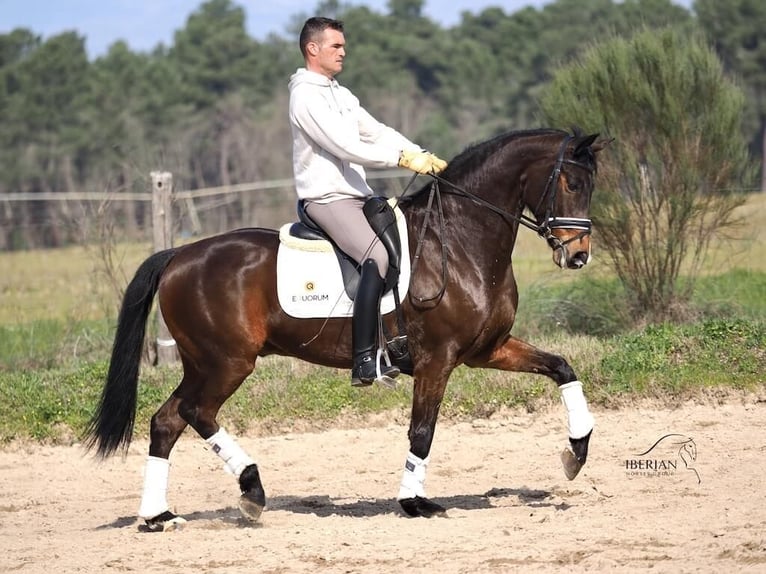 Caballo de deporte español Semental 6 años 165 cm Castaño in Navas Del Madroño