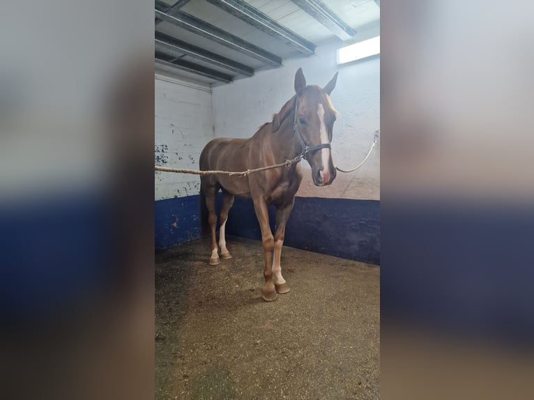 Caballo de deporte español Semental 6 años 167 cm Alazán in Burgos