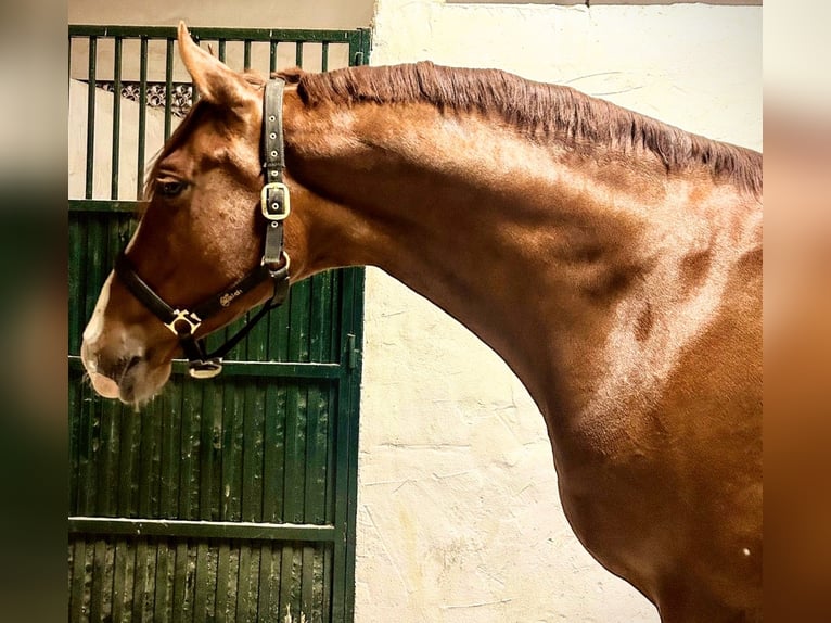 Caballo de deporte español Semental 6 años 175 cm Alazán in Sevilla