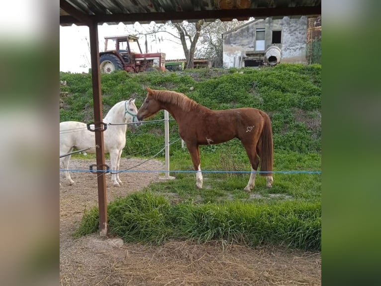 Caballo de deporte español Semental 6 años 175 cm Alazán in ALPICAT