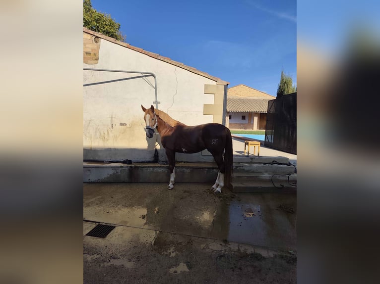 Caballo de deporte español Semental 6 años 175 cm Alazán in ALPICAT