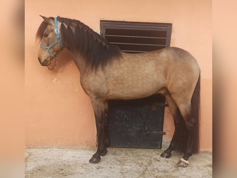 Caballo de deporte español Semental 7 años 164 cm Bayo in Pedralba